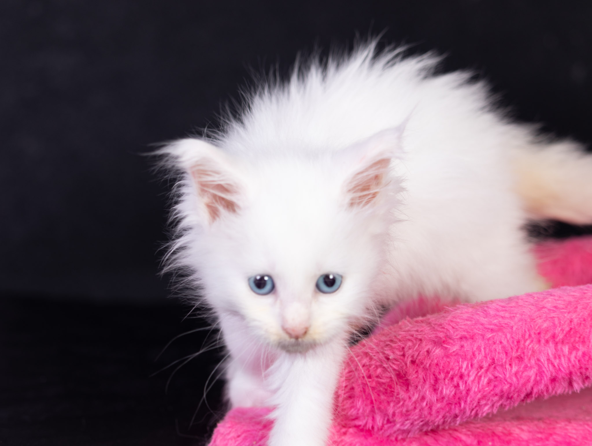 Filhote maine coon